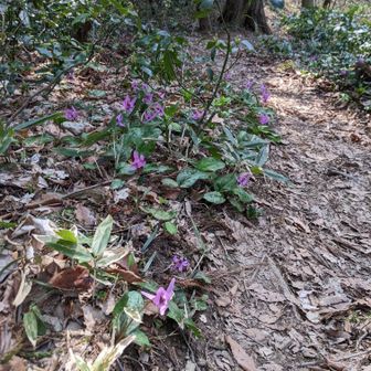 カタクリロード