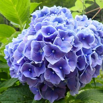 まだ咲いてたアジサイが立派・・✿
