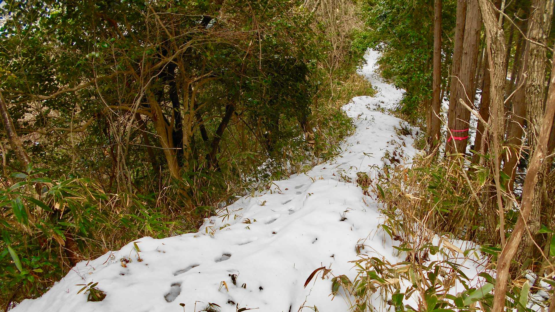 自分の登って来た足跡を見ながらの下山です。