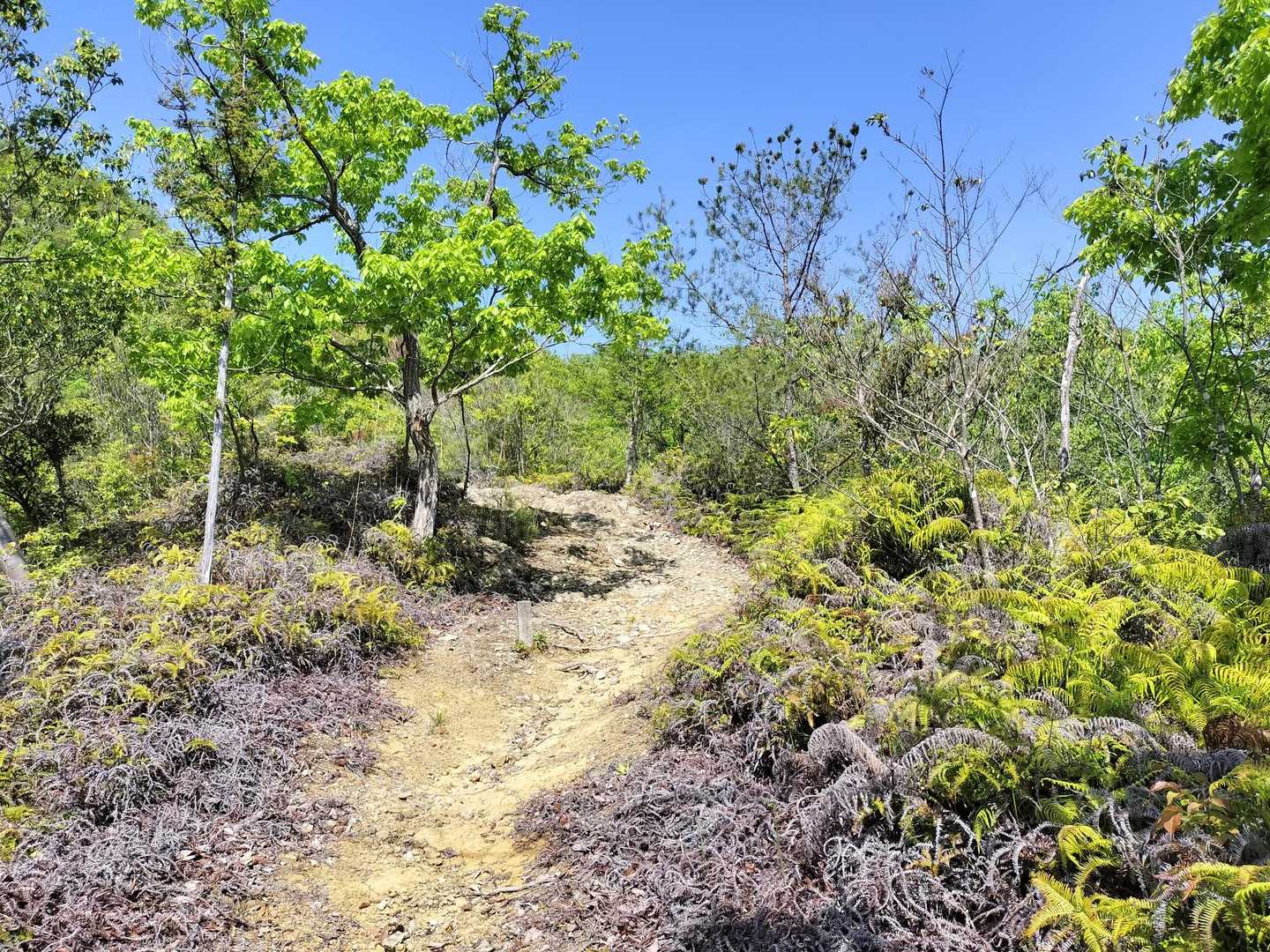 尾根に向かって一気に登る感じで…日差しがあると暑い🥵
木陰で休憩したら吹き込む風が最高に気持ちイイ‼️