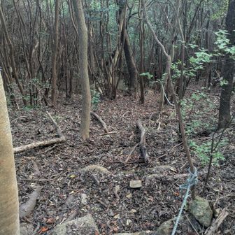 なんか雰囲気変わったなと思いつつ下る。クモの巣がめちゃくちゃ多い。