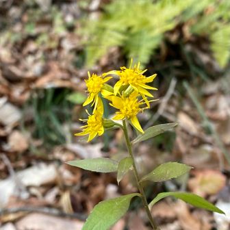 アキノキリンソウはまだ咲いていました♪