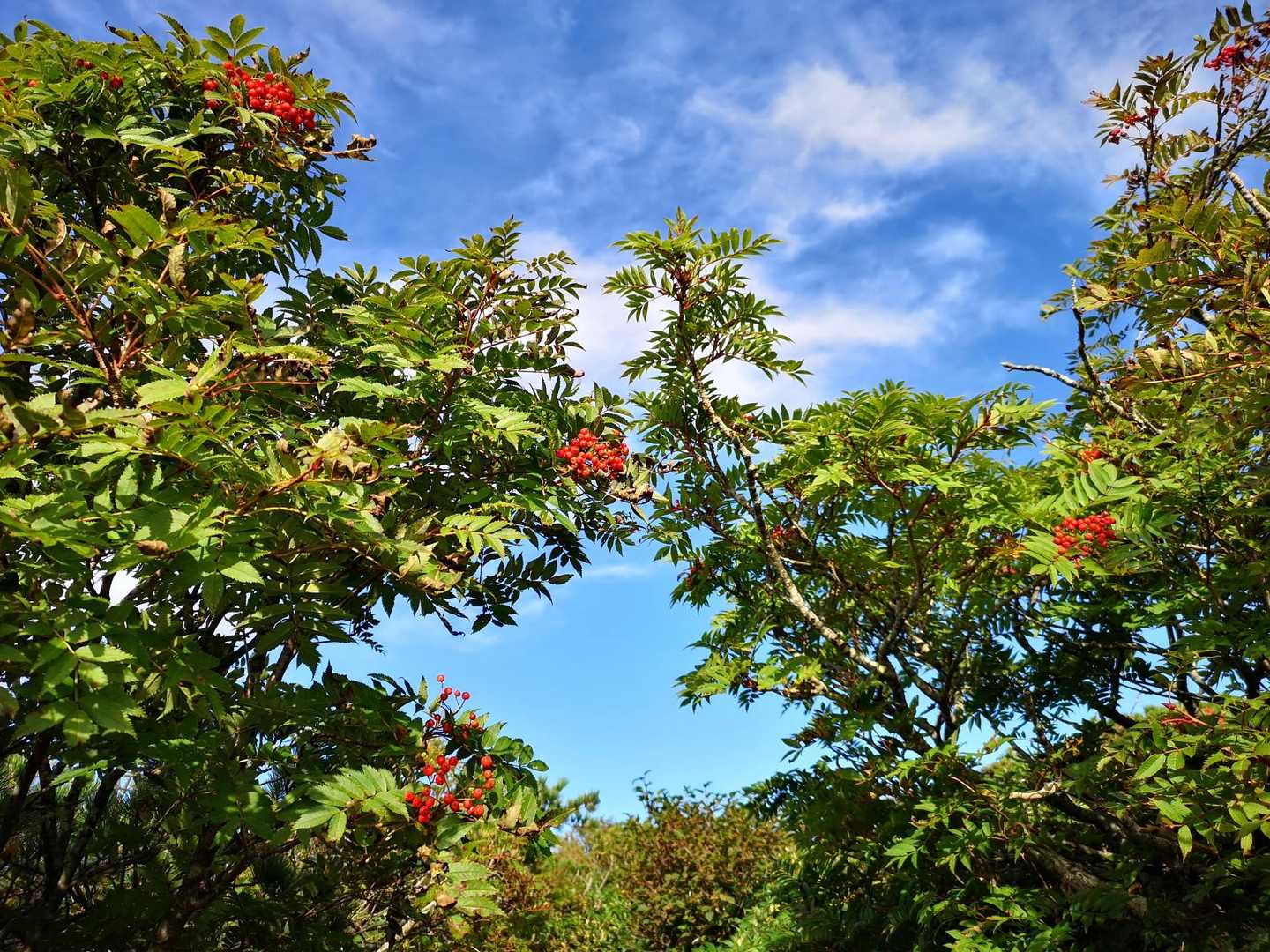 ナナカマドが秋らしくて嬉しい🍁

ナナカマドで空を切り取ってみた🍀
今日も良いお天気だぁ☀️