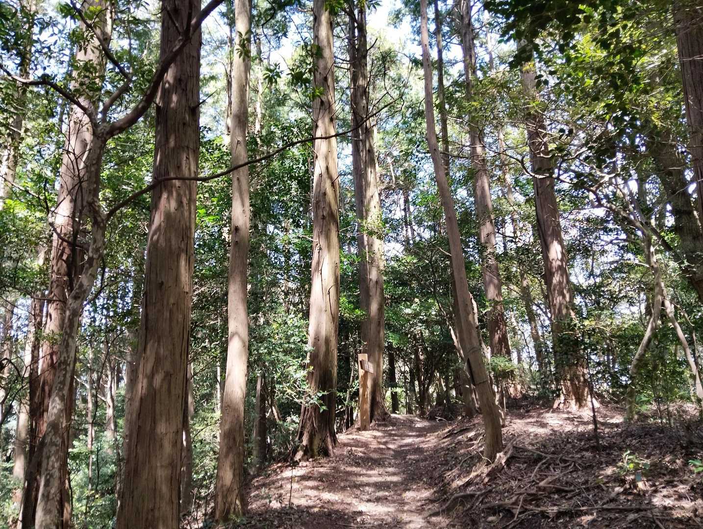 鐘撞山までは気持ちよく歩けた✨️