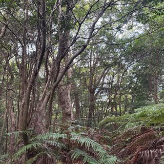 山頂は眺望無し。
この景色で朝食食べる。😁
