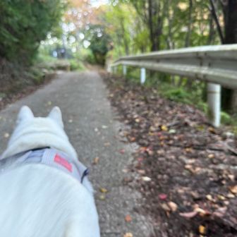気を取り直して車道を進みます