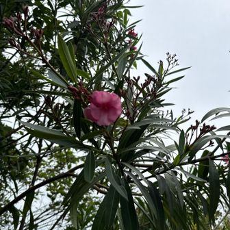 きょうちくとう