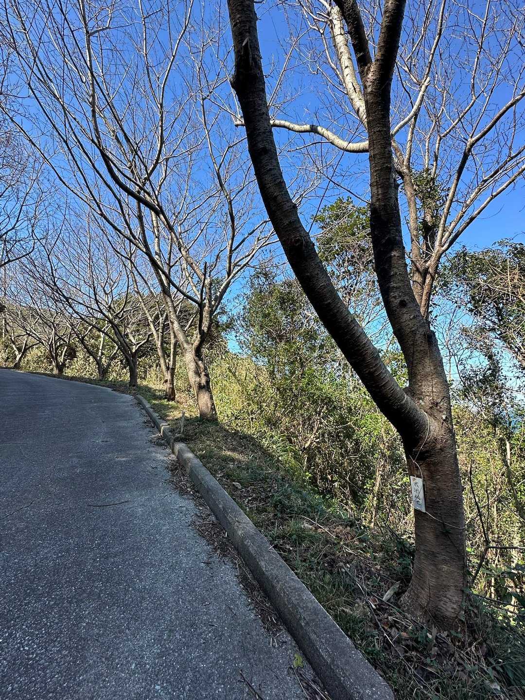 1本、1本に名札が付いている…📛
こんなに大きくなっているから、主は高齢かなぁ…😅