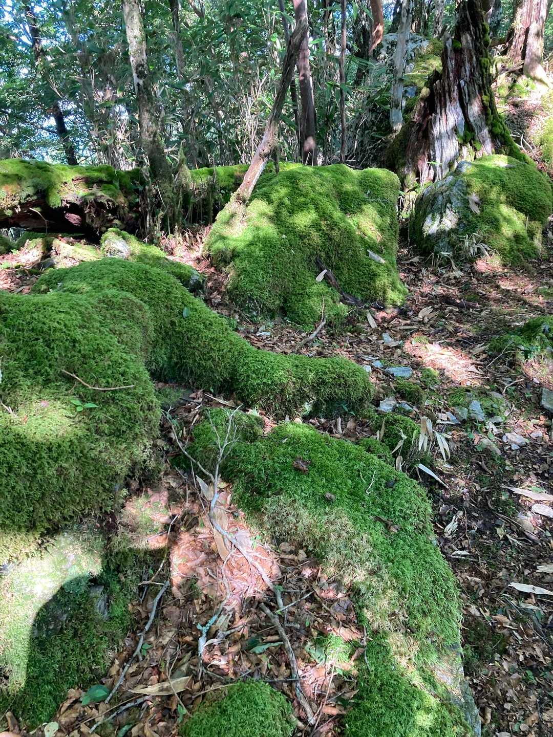 　瑞々しい苔地🟢