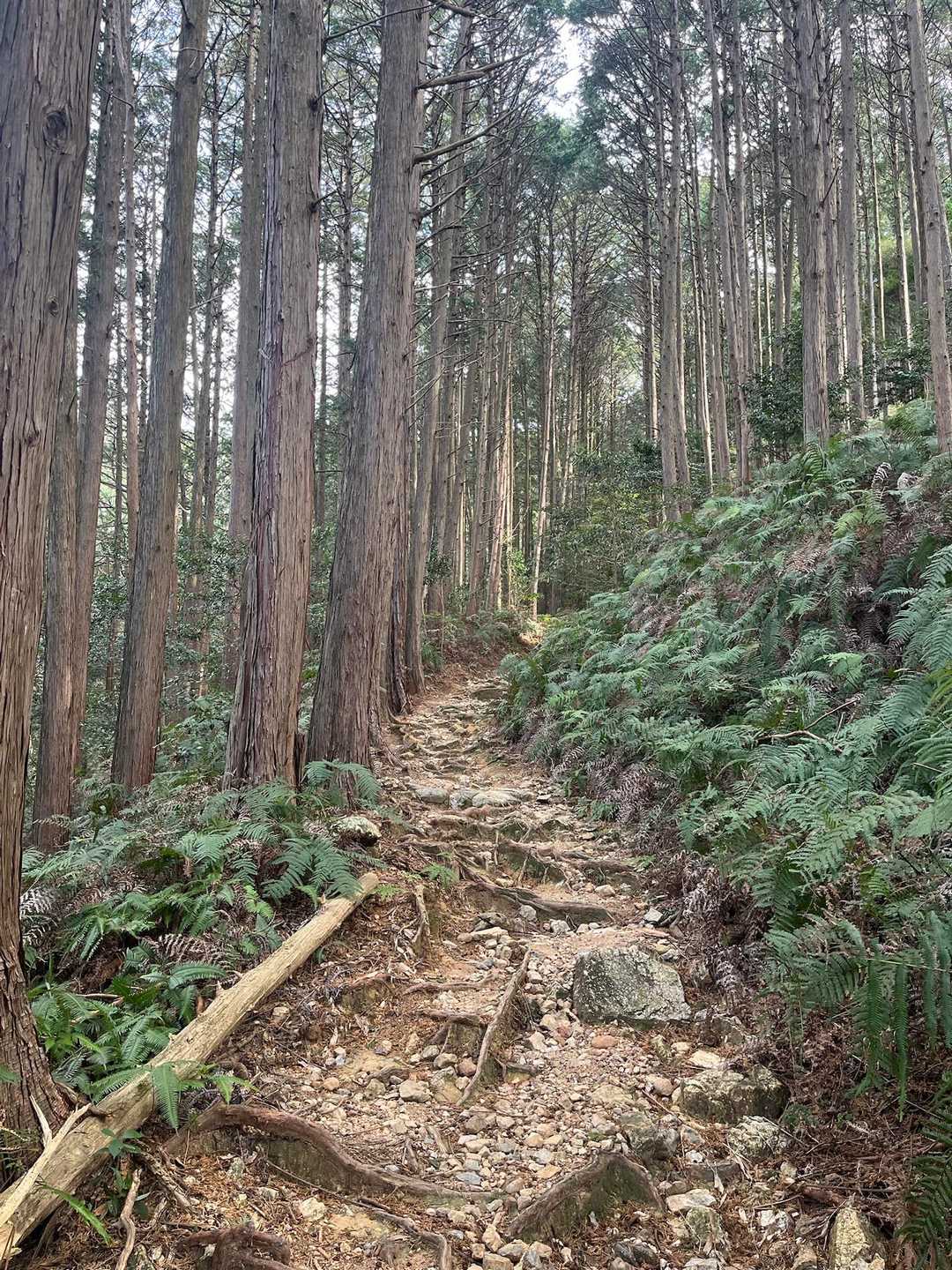 弓張山系多米自然歩道登山口-多米峠-霊屋の峰 往復コースの写真