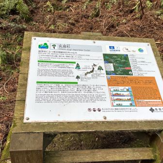 乳房杉
崩落地に立つ推定樹齢800年の巨木

この杉の奇妙な形は霧と雪の多い環境に適しています。
横に伸びた枝が途中で上に向きを変えているのは、雪で枝が折れにくい日本海側に分布する杉（ウラスギ／アシウスギ）の系統特有の特徴です。
氷期の海面低下で半島となった隠岐にあったスギは、日本海沿岸に形成された海洋性の環境で寒い時代を乗り越え、その後の温暖化によって日本海側の各地へと広がっていきました。この杉のグループがウラスギです。
下向きに伸びるコブ（下垂根）は、空気中の水分を吸収する働きをしていると考えられます。
この場所には大満寺山の山頂から崩れて落ちてきた大きな岩が厚く重なっているため、地表に土がなく、根から水が吸えません。しかし、重なった岩のすき間（風穴）からは
地下水によって冷やされた空気が流れ出しており、海を渡ってきた暖かい空気とぶつかって霧が多発するので、空気中には水分が常にあり、それを利用しているようです。