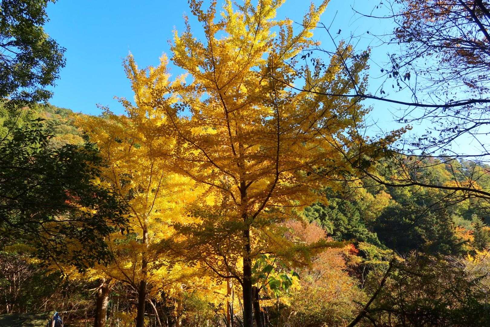 金糞峠-前山-北比良峠 周回コースの写真