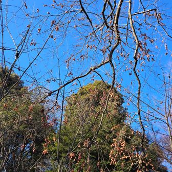 千人塚付近で見た橙色の実
柿？なのかな？