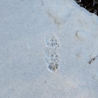 あなたはだぁれ？