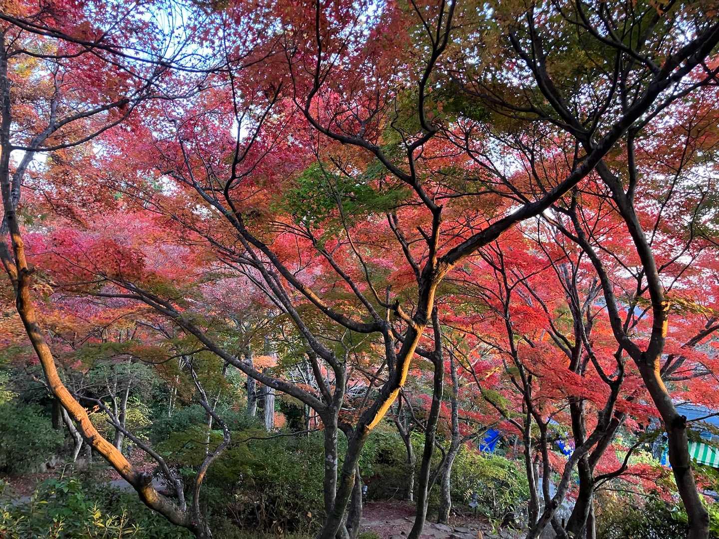 下は紅葉見頃