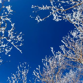 群青色の空☺️
ダケカンバのお花見🌸みたい