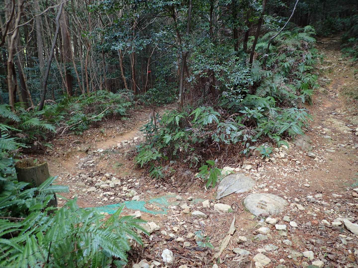 多米自然歩道と合流