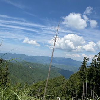 あっつ〜い💦
倒れそうな少し裸の杉