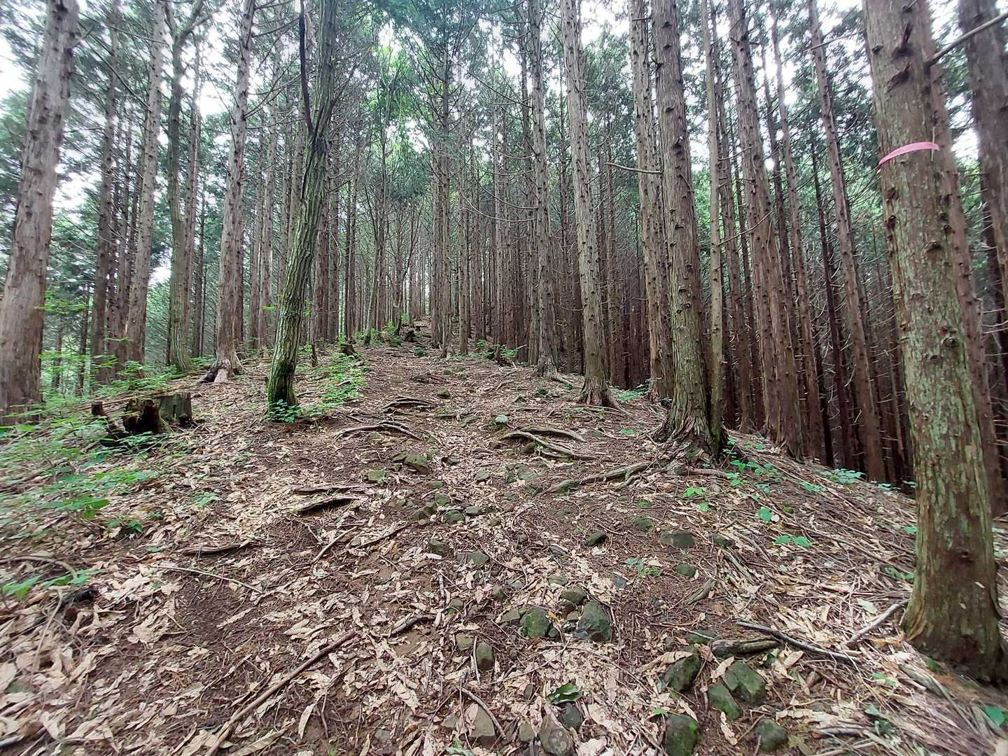 母袋烏帽子岳 往復コースの写真