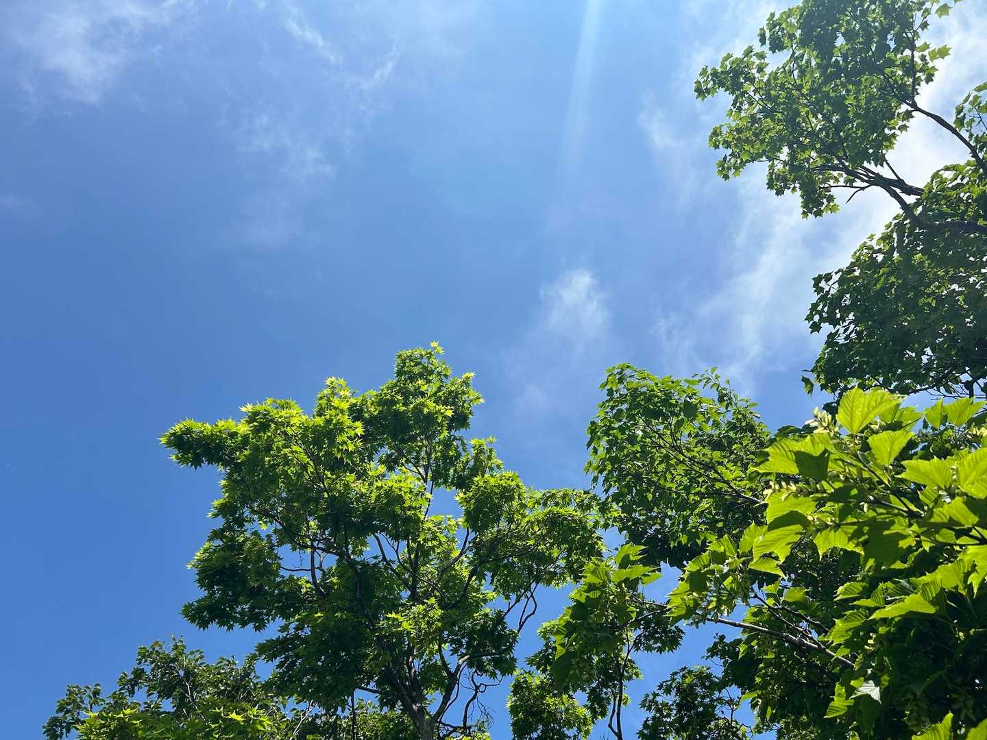 ずっと足元見てたので
空を見上げたらとても綺麗だった