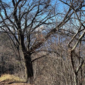 富士山は枝に紛れています☝️