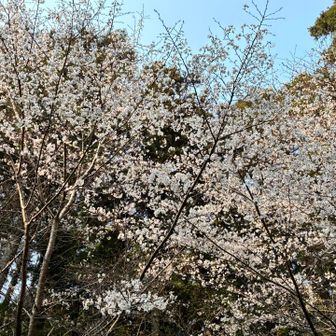 駐車場の🌸1番咲いてた✨️