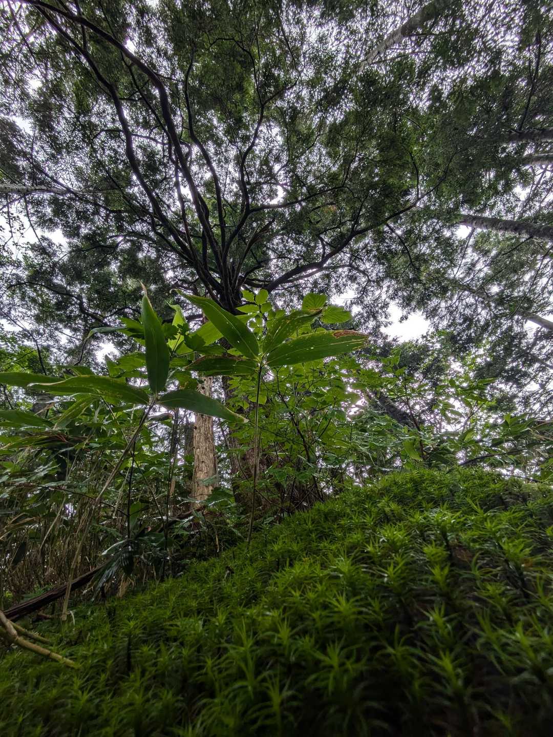 苔こけー！天気悪くてもこれだけは楽しい！