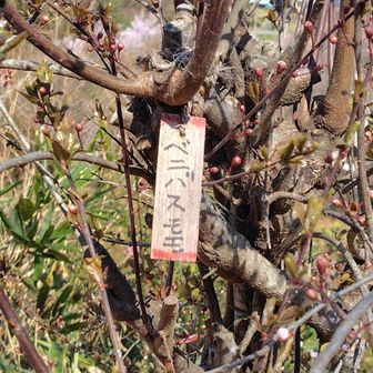 上下に赤ラインがある札の花木は、その品種の標本木だそうです🧐