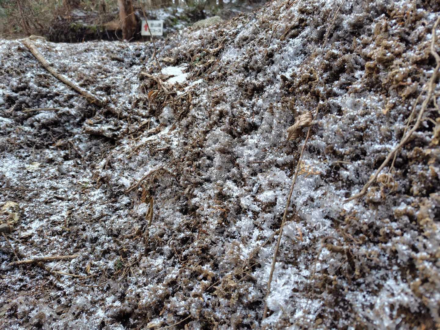 霜柱が溶けずに残っています😲
気温が低かったおかげで、歩き易い雪でした👌