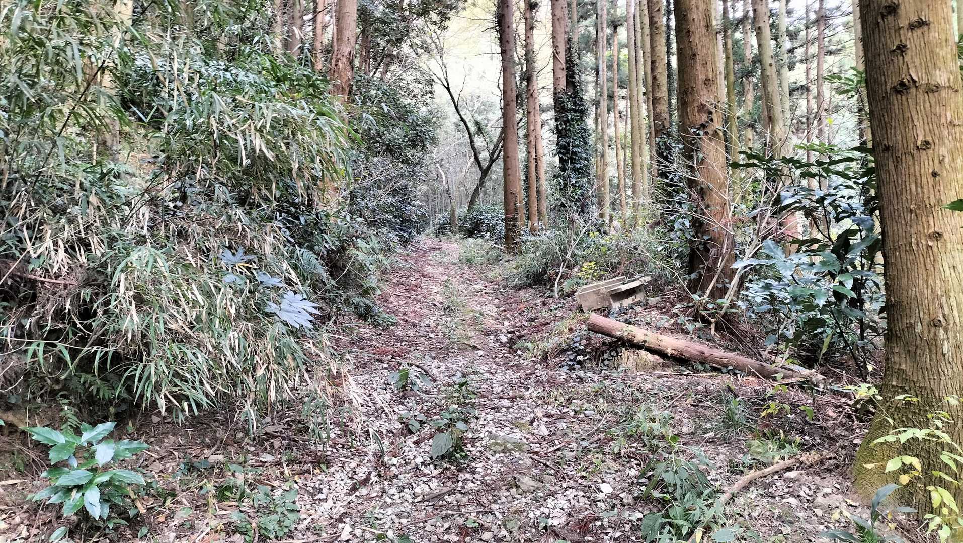林道って感じになってきました。