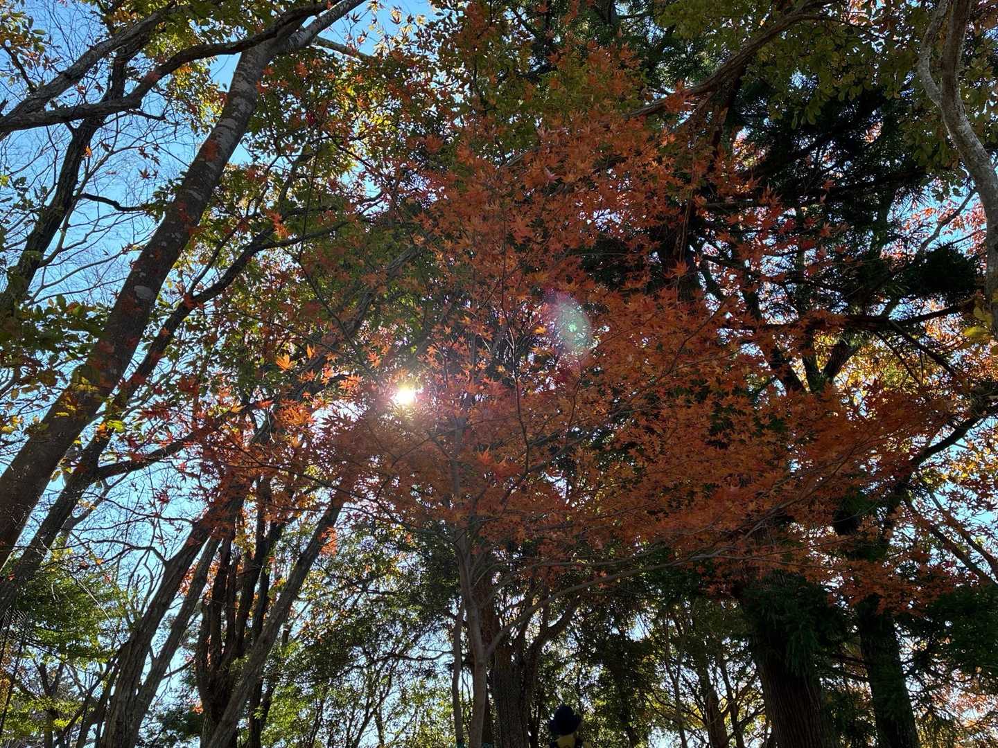 網掛山 周回コースの写真