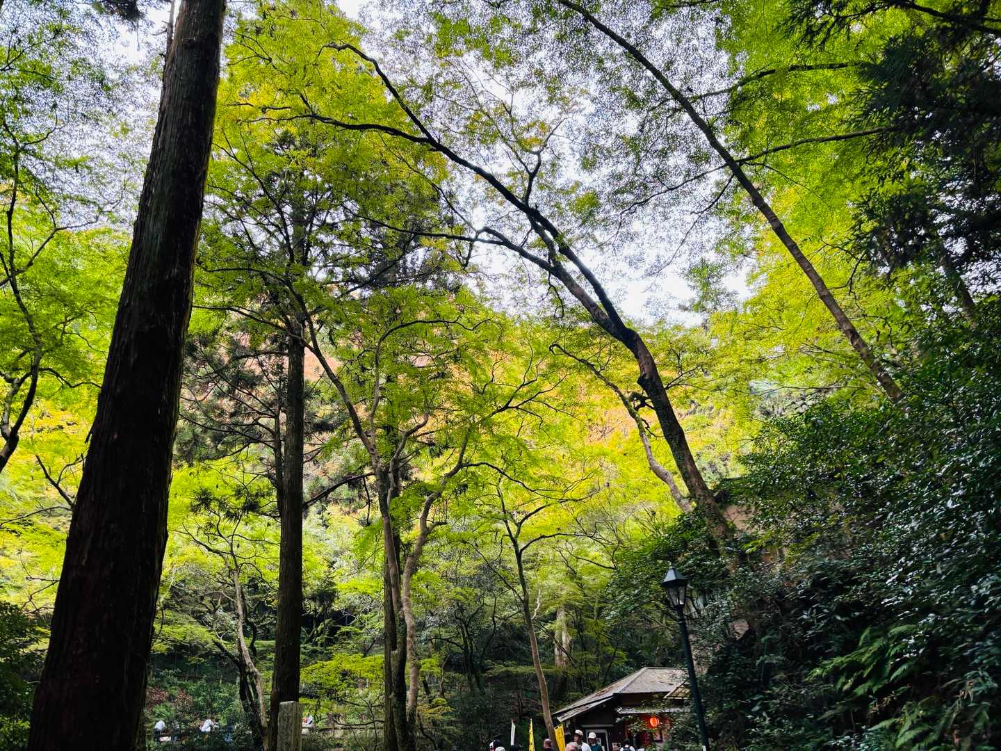 箕面大滝公園入口発着｜滝百選の名爆をめぐる往復コースの写真