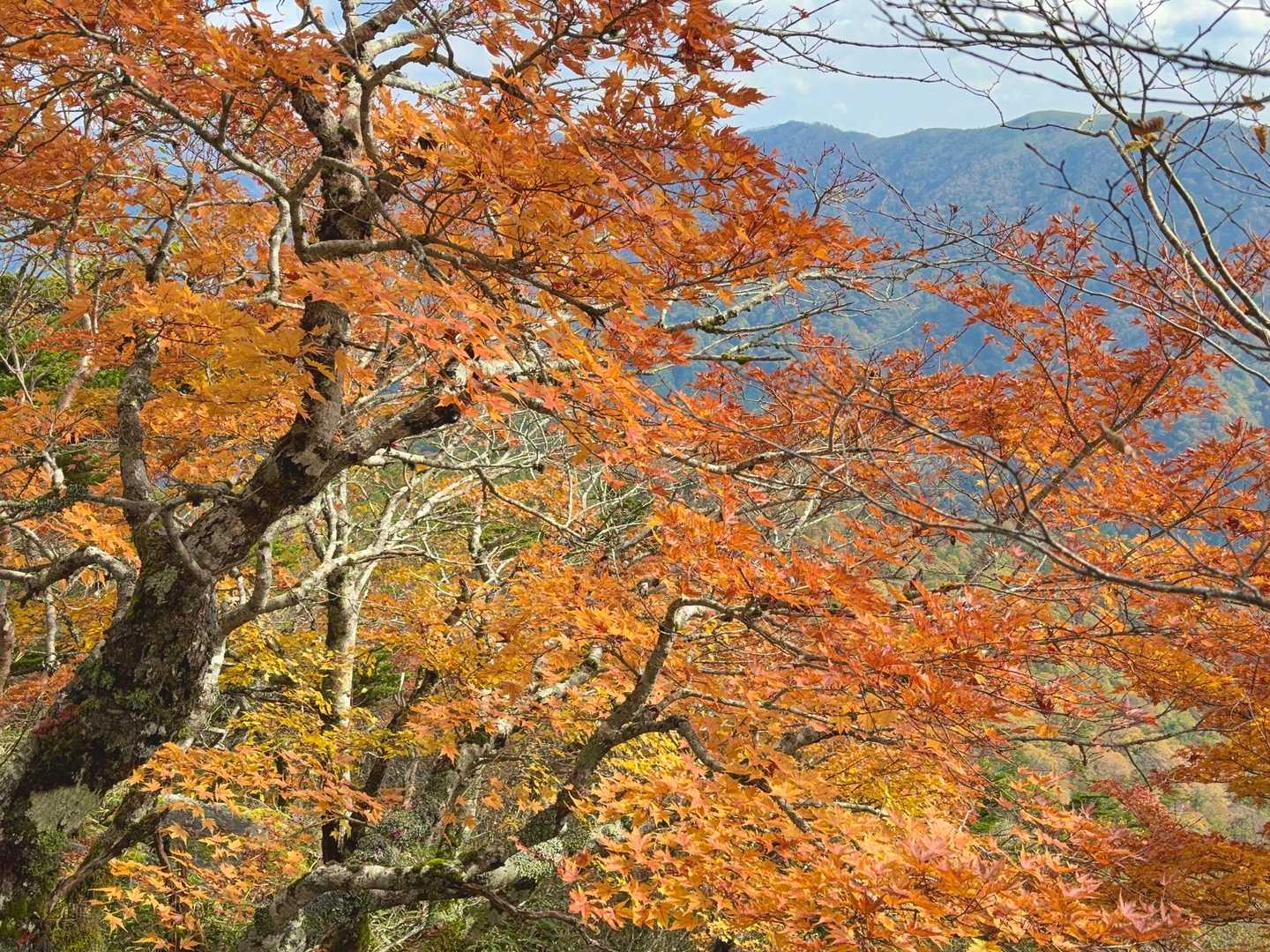 三嶺往復 | 大展望の高知県最高峰へ。危険箇所もなく、安心して歩けるの写真