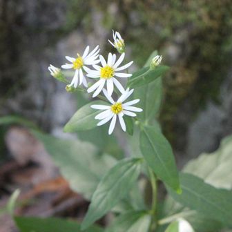 シロヨメナ
山頂手前から花達がちらほら🌸