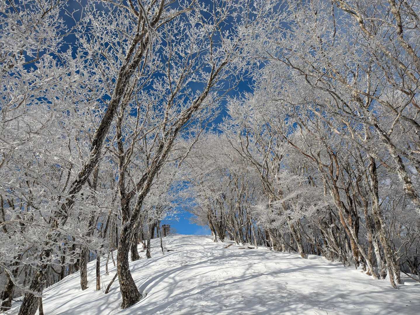 新雪にスノーシュでぼちぼち
