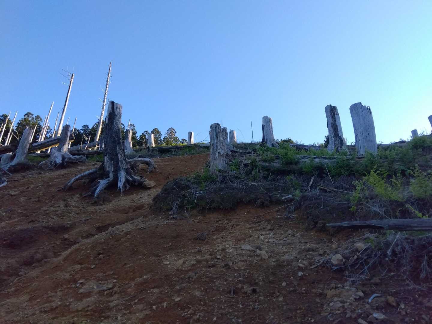 さらに山火事の跡の急登が続きます。
ゼーゼー、ハーハー。
それにしてもいい天気。