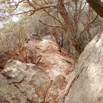 落葉して明るい尾根