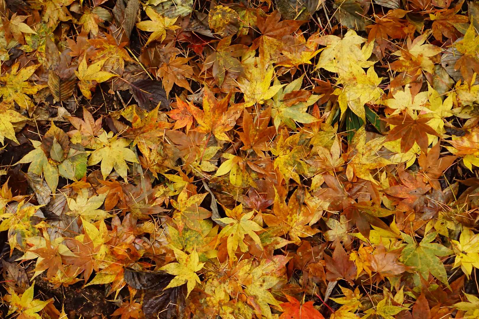 紅葉🍁の絨毯☺️