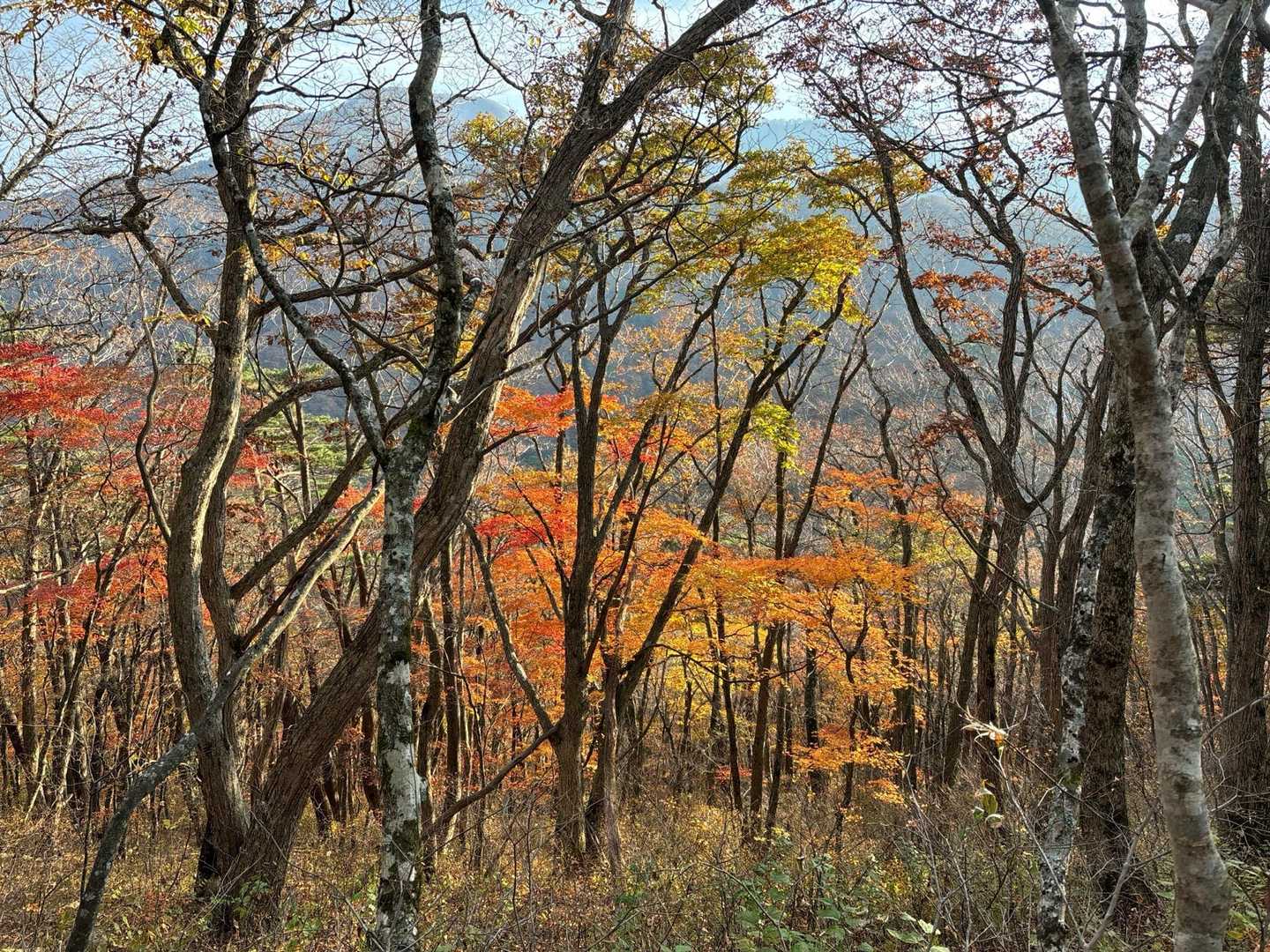 赤林山矢巾温泉登山口-赤林山-西赤林山-ノロキ山-南昌山- 周回コースの写真