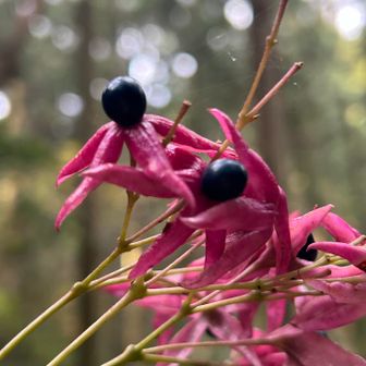 クサギ(臭木)の実
葉はすっかり落ちてるので
めだちますあ
