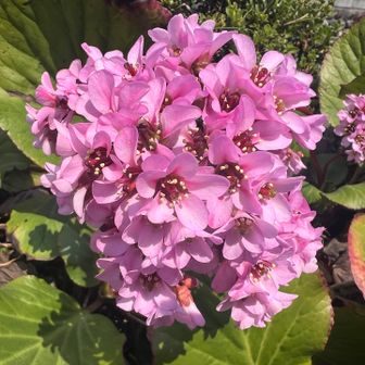 ヒラヤマユキノシタ