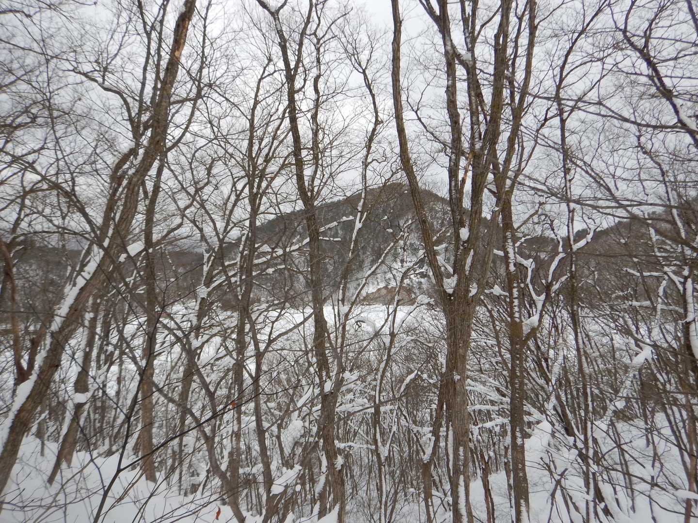 胡桃ヶ岳登山口-胡桃ヶ岳-胡桃ヶ岳登山口 周回コースの写真