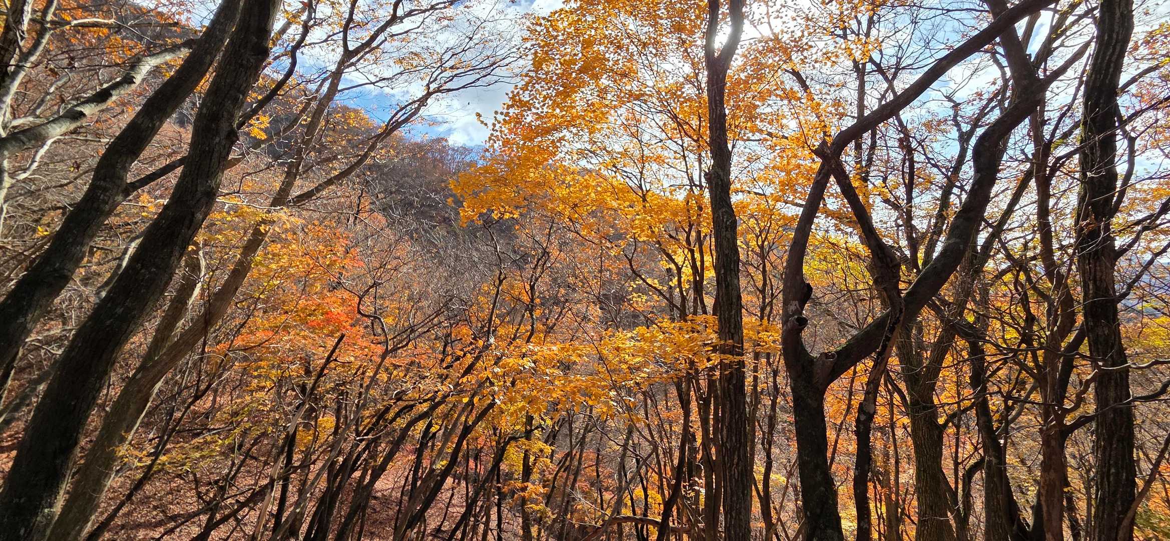 日坂越-鍋倉山 往復コースの写真