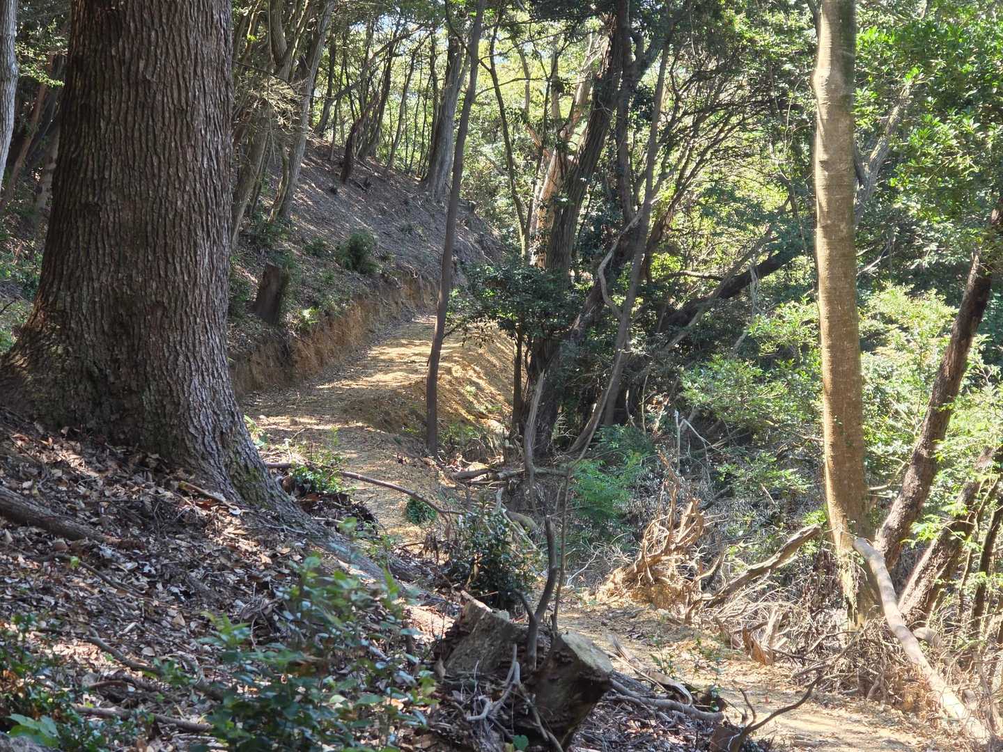 お、いよいよ道が。