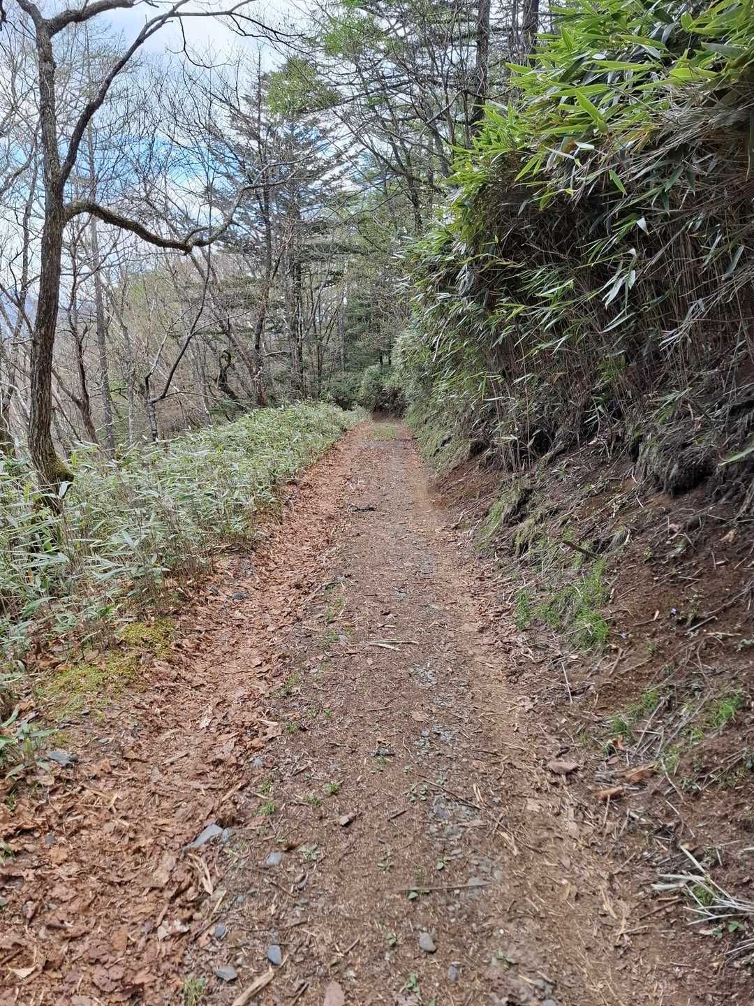 将監小屋から登山口まではひたすら林道を行きます。なだらかなので、少し小走りしてみました。足に負担来ないように忍者のようにスタタタと😆とても怪しい人です。