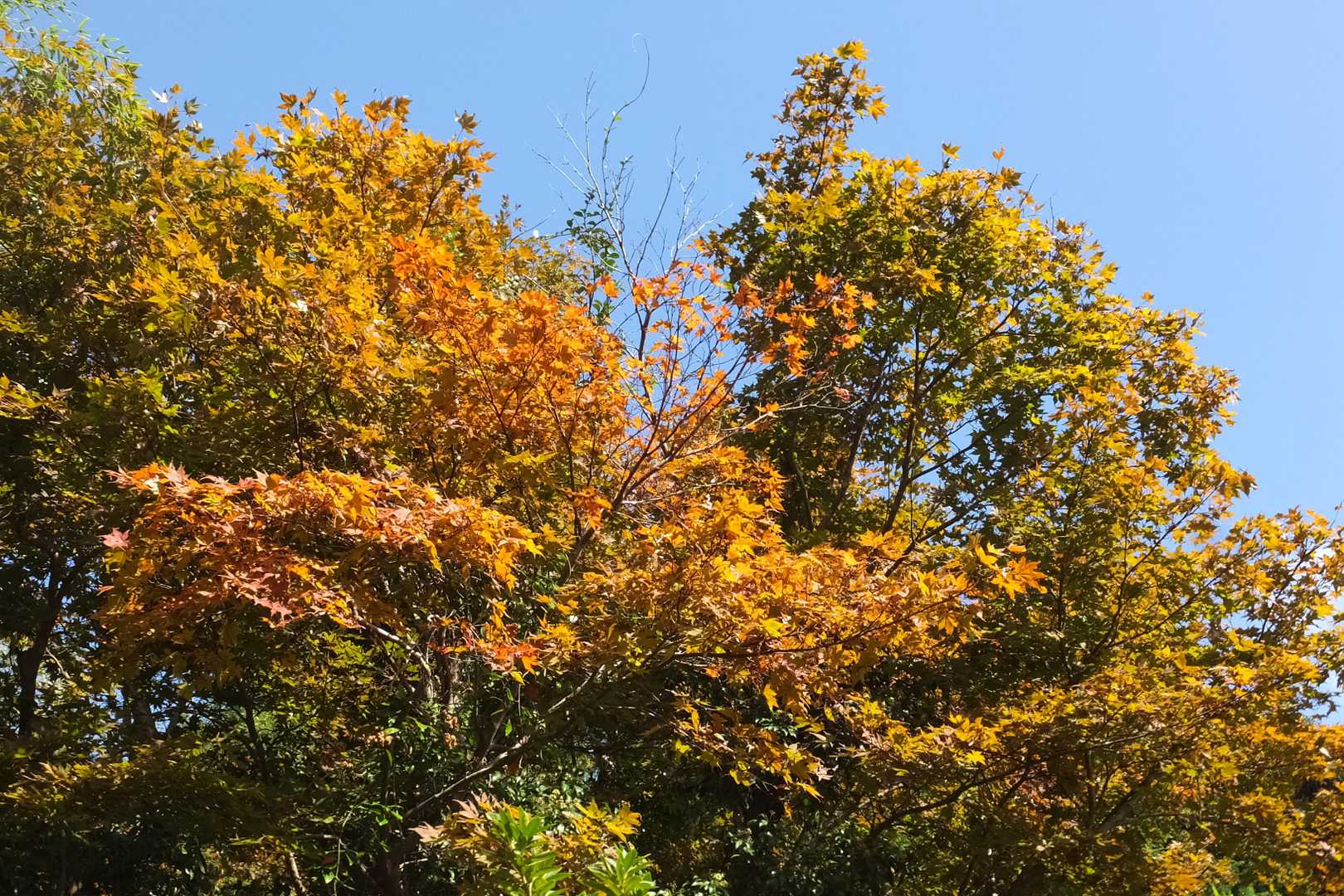 紅葉していました
