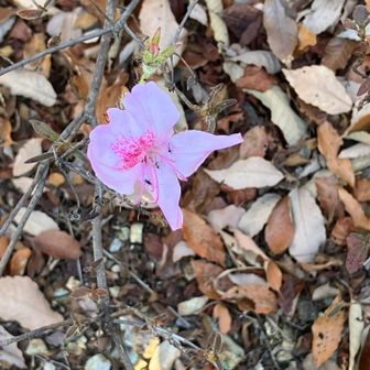 １カ月位頑張って
咲いてるツツジ🙆‍♀️