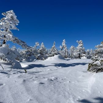 おそらくこの辺が山頂と思われ…
