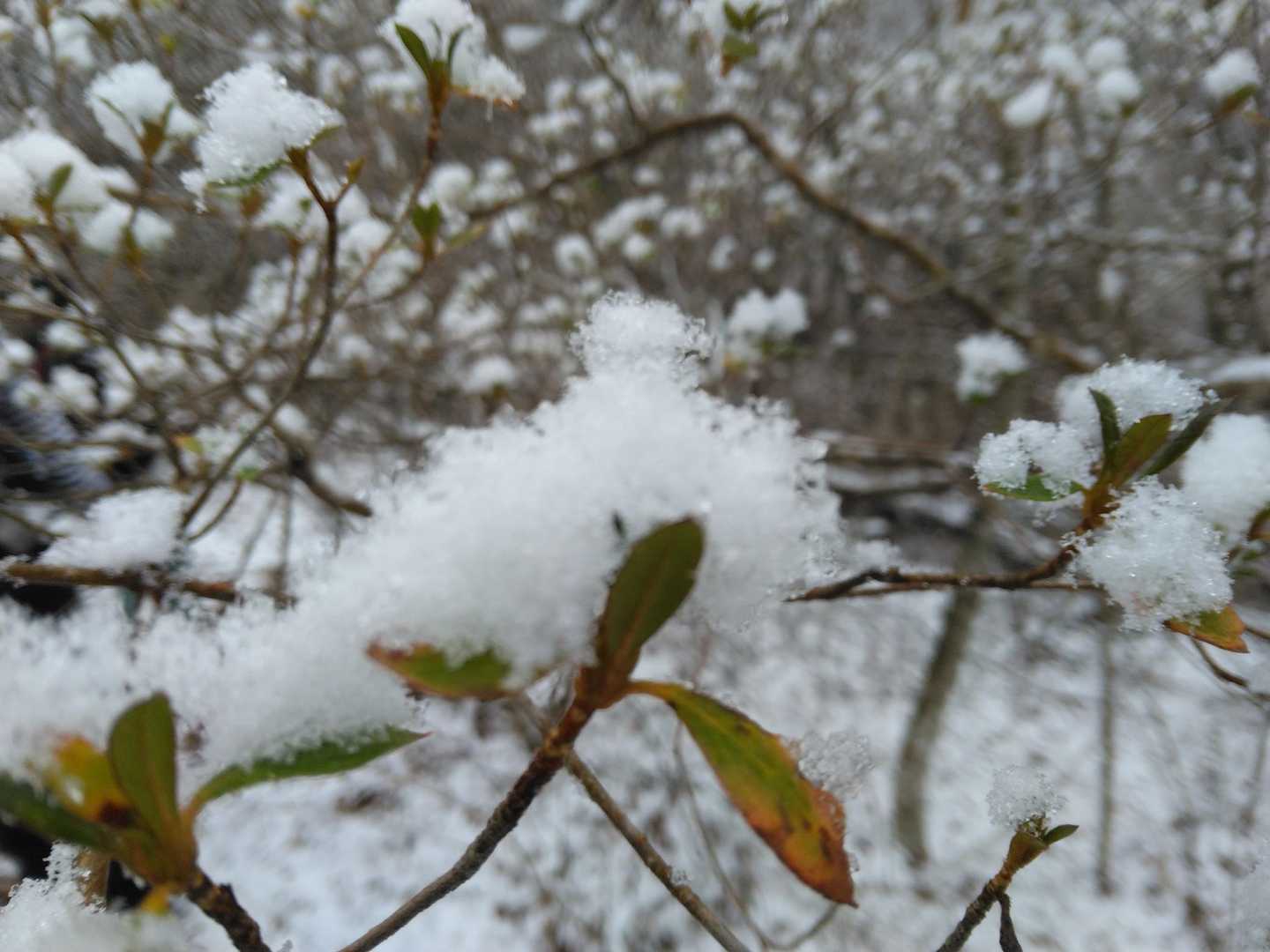 まんまるい雪の華
かわいい♡