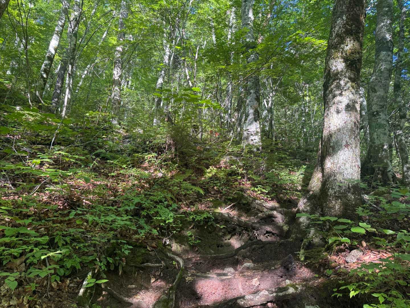 名前の通り綺麗なブナの森を登って行きます🌳